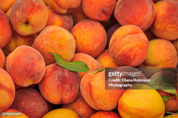 fresh peaches on display at the mercato di rialto along the grand canal in venice, italy - peach fotografías e imágenes de stock
