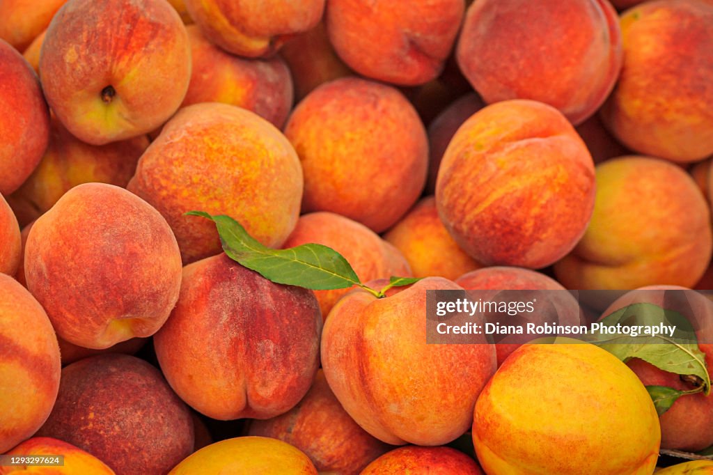 Fresh peaches on display at the Mercato di Rialto along the Grand Canal in Venice, Italy