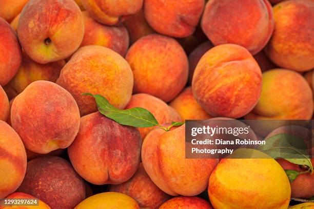 fresh peaches on display at the mercato di rialto along the grand canal in venice, italy - persika bildbanksfoton och bilder
