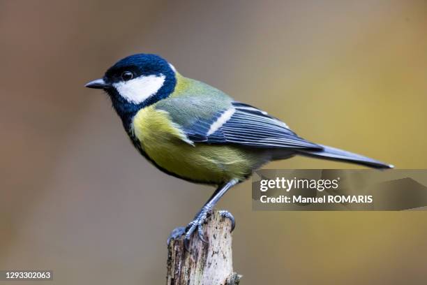 great tit, sonian forest - chapim real imagens e fotografias de stock