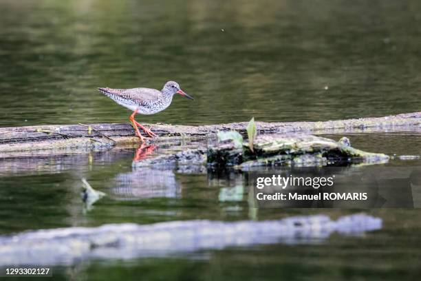 redshank, marais d'harchies nature reserve - moeras stockfoto's en -beelden