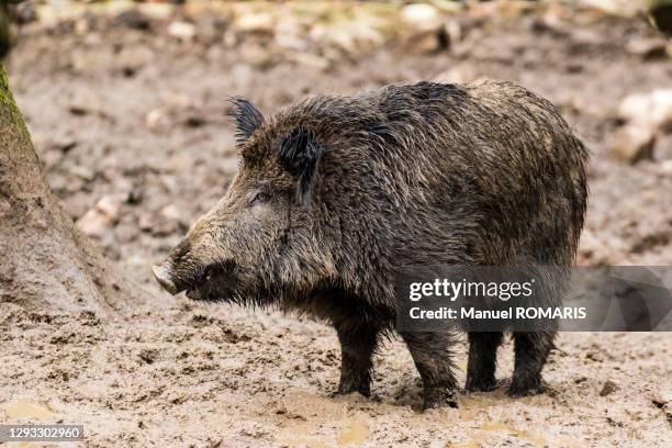 wild boar, saint hubert nature park - wild boar stock pictures, royalty-free photos & images