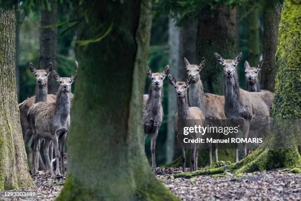 red deer, saint hubert nature park - kronhjort bildbanksfoton och bilder