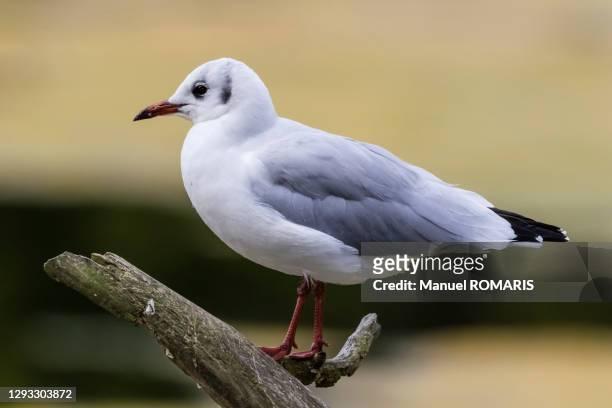 black-headed gull, sonian forest - kokmeeuw stockfoto's en -beelden