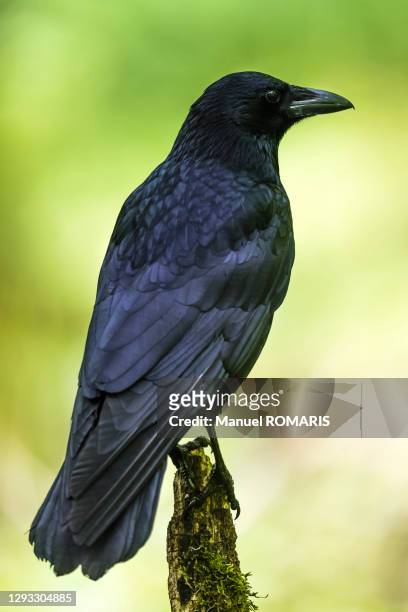 carrion crow, sonian forest - uppflugen på en gren bildbanksfoton och bilder