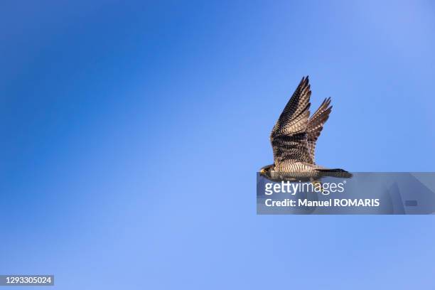 peregrine falcon, brussels - peregrine falcon stock pictures, royalty-free photos & images