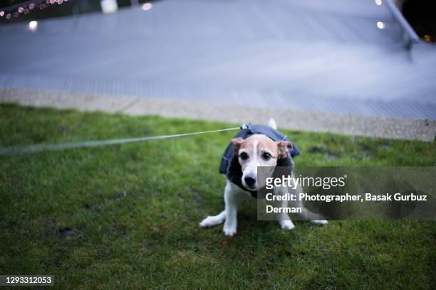 dog pooping, defecating - craps stock pictures, royalty-free photos & images