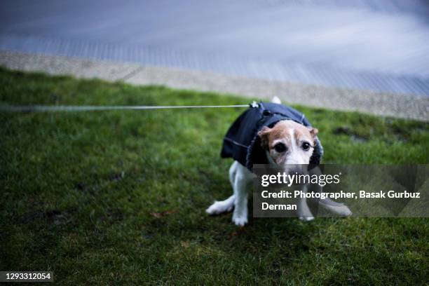 353 Dog Pooing Stock Photos, High-Res Pictures, and Images - Getty Images