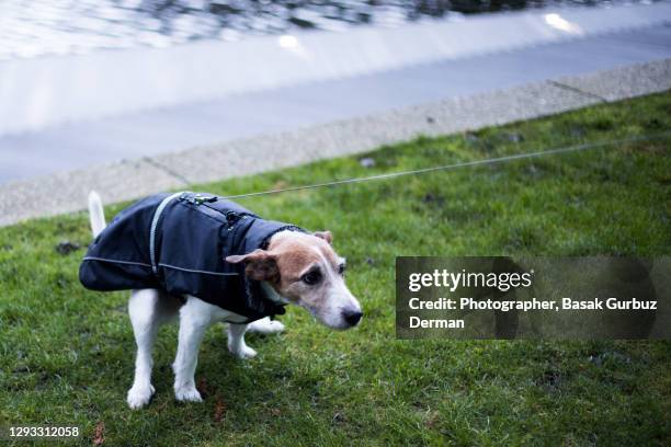 16 Dog Constipation Stock Photos, High-Res Pictures, and Images - Getty ...