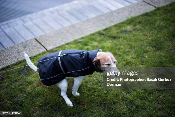 347 Dog Pooing Stock Photos, High-Res Pictures, and Images - Getty Images