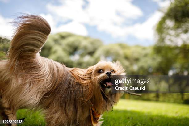 dog playing with stick - dog with long hair stock pictures, royalty-free photos & images