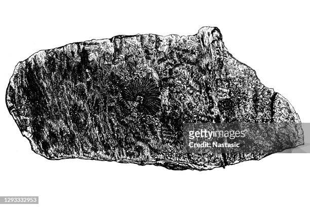 ilustrações de stock, clip art, desenhos animados e ícones de black coal plant (asterophyllites) - turmalina