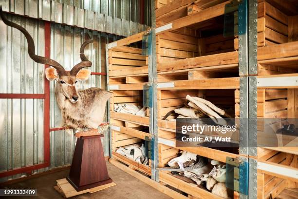 bust of a buck sitting in a taxidermist's workshop - hunting trophy stock pictures, royalty-free photos & images