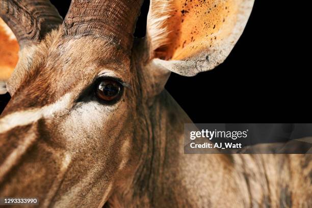 kudu gesicht vor schwarzem hintergrund - kudu stock-fotos und bilder