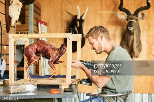 taxidermist setting the pose of a new piece in his workshop - taxidermy stock pictures, royalty-free photos & images