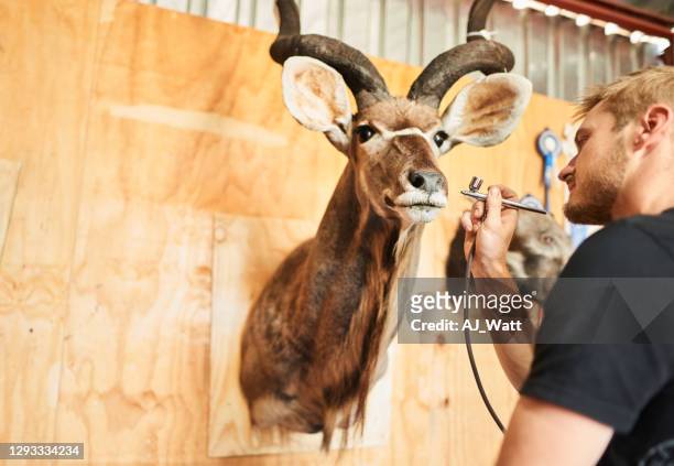 taxidermist airbrushing a mounted buck head in his workshop - taxidermy stock pictures, royalty-free photos & images