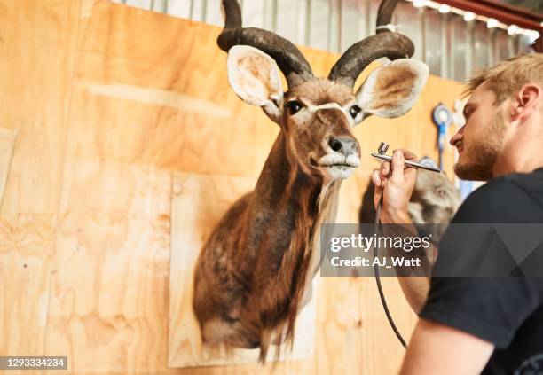 konservör airbrushing en monterad buck huvud i sin verkstad - taxidermy bildbanksfoton och bilder