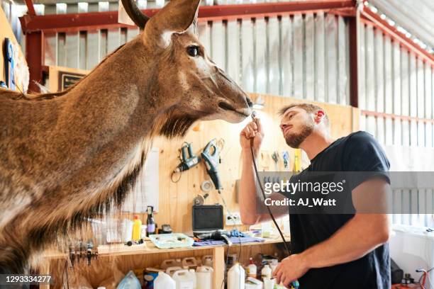 taxidermist putting finishing touches on a buck head in his workshop - hunting trophy stock pictures, royalty-free photos & images