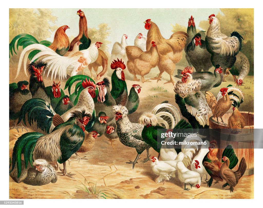 Old engraved illustration of Chicken Breeds