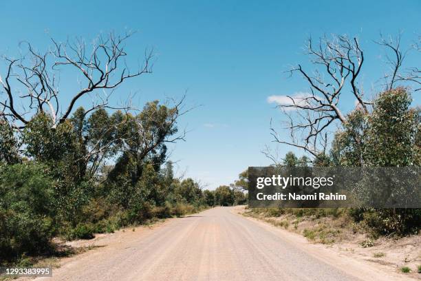 tree-lined dirt road on a sunny day in the grampians national park - brousse photos et images de collection