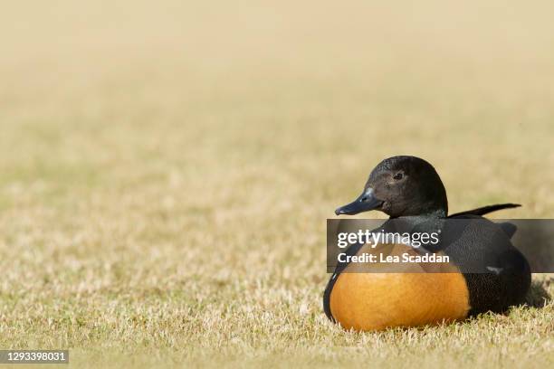 australian shelduck - australian shelduck stock pictures, royalty-free photos & images
