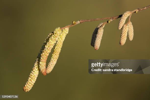 the catkins of a hazel tree, corylus avellana, growing in woodland in the uk. - hazelaar stockfoto's en -beelden