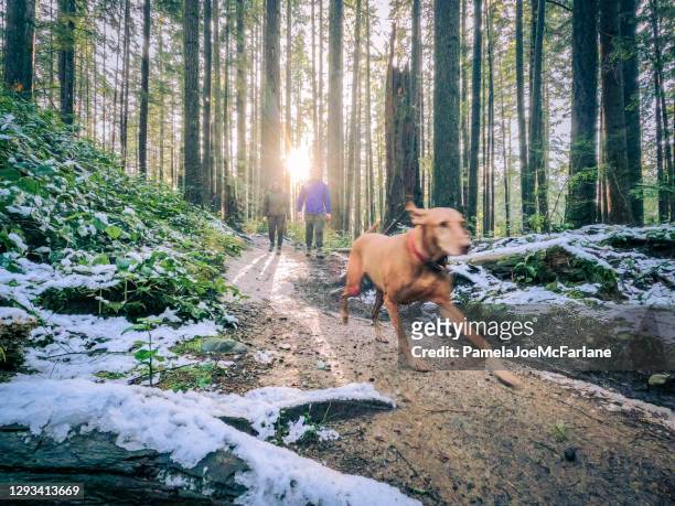 snowy winter walk, vizsla dog running ahead of young couple - purebred dog stock pictures, royalty-free photos & images