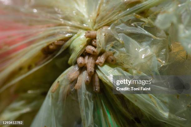 the larva of a fly in the rubbish - maggots stock-fotos und bilder