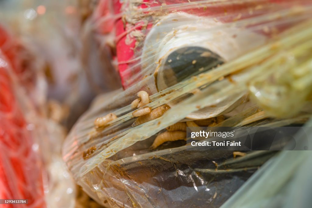 The larva of a fly in the rubbish