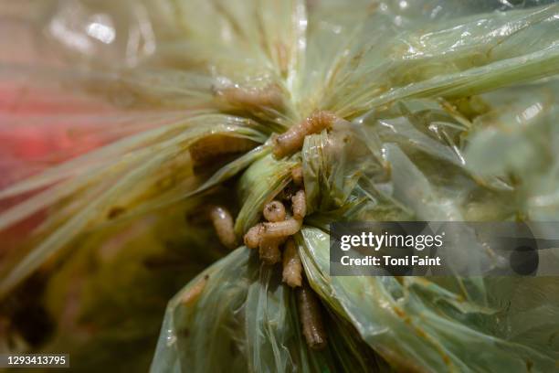 the larva of a fly in the rubbish - maggot stock pictures, royalty-free photos & images