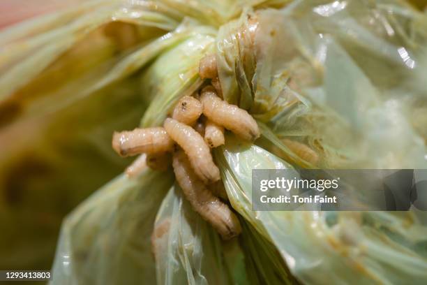 the larva of a fly in the rubbish - maggot stock-fotos und bilder