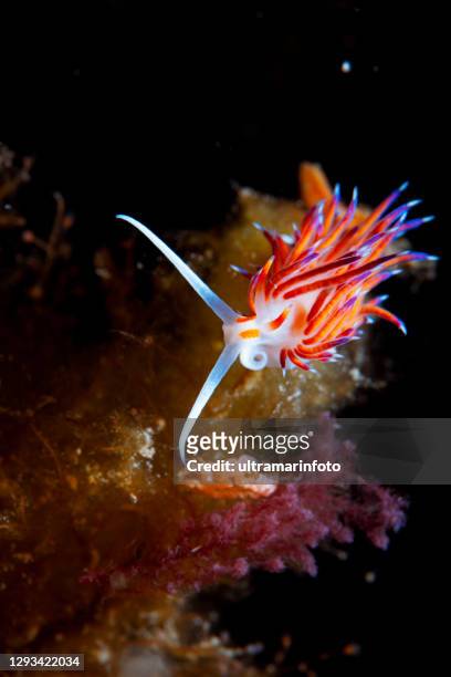 vita marina nudibranch underwater beauty punto di vista subacqueo - composizione verticale foto e immagini stock