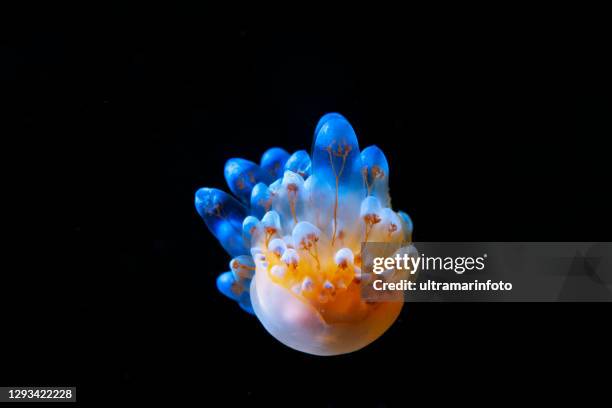 meer leben nudibranch unterwasser schönheit taucher sicht - wirbelloses tier stock-fotos und bilder