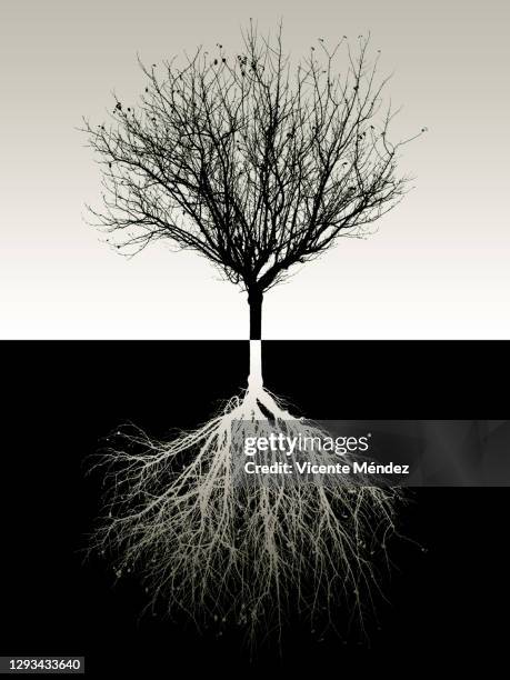 tree without leaves - wortel stockfoto's en -beelden