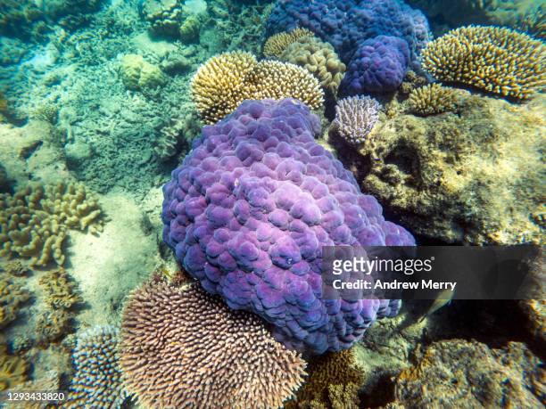 living coral reef underwater, great barrier reef - great barrier reef stock pictures, royalty-free photos & images