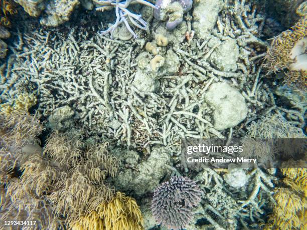 dead coral rubble, underwater, great barrier reef - coral bleaching stock pictures, royalty-free photos & images