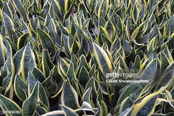 close up of "mother in law tongues"plant leaves in a green house. - sansevieria stock pictures, royalty-free photos & images