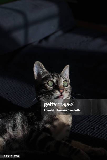 cachorro de gato con cara graciosa - tortoise shell ストックフォトと画像