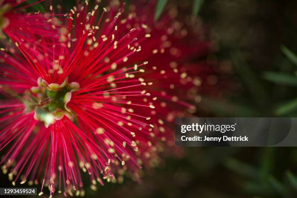 bottlebrush flower - indigenous australia stock pictures, royalty-free photos & images