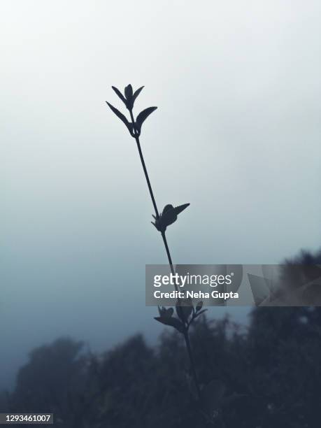 closeup of a wild plant - moutain forests in the background - riet stockfoto's en -beelden