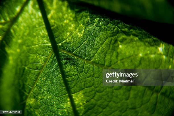 leaf detail - bush photos et images de collection