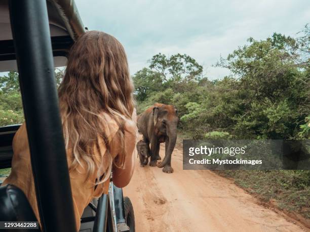 happy young woman on luxury safari looking at will elephant walking in the jungle - sri lanka elephant stock pictures, royalty-free photos & images