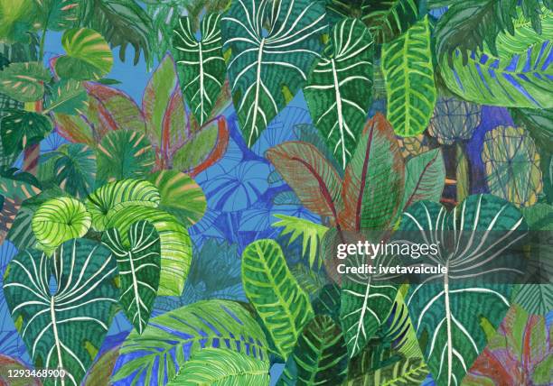 stockillustraties, clipart, cartoons en iconen met de installaties van de wildernis - tropische-struik