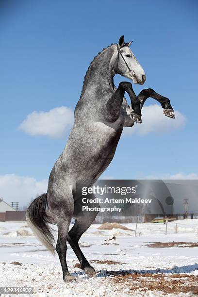 gray horse standing - rearing up fotografías e imágenes de stock