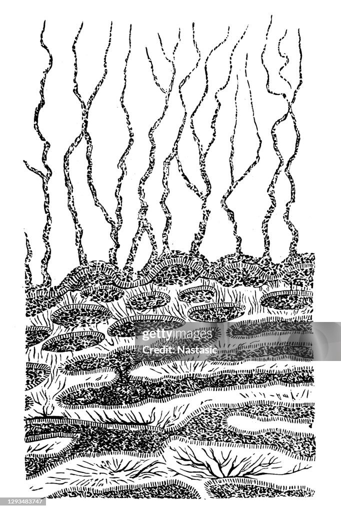Stuk eozoon, met de zachte weefsels hersteld