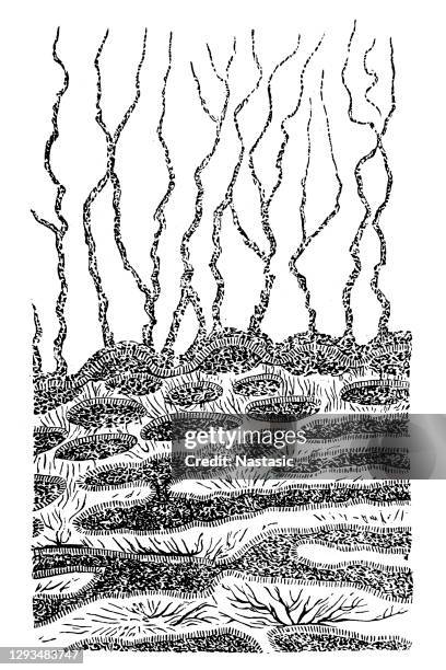 stockillustraties, clipart, cartoons en iconen met stuk eozoon, met de zachte weefsels hersteld - calciumcarbonaat