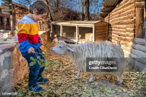 bambino carino che gioca con la capra di ankara in fattoria e nutre la capra - ankara turchia foto e immagini stock