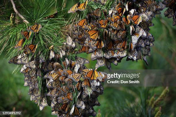 monarch butterflies cluster on pine, monarch grove sanctuary, pacific grove, california - pacific grove stock pictures, royalty-free photos & images