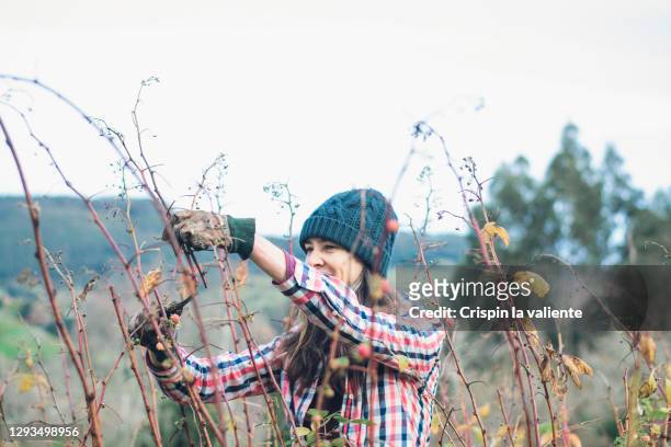 woman pruning raspberries in her garden - arbeiter winter stock-fotos und bilder
