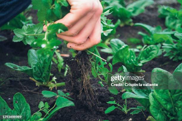 removing weeds in my organic garden - strappare le erbacce foto e immagini stock